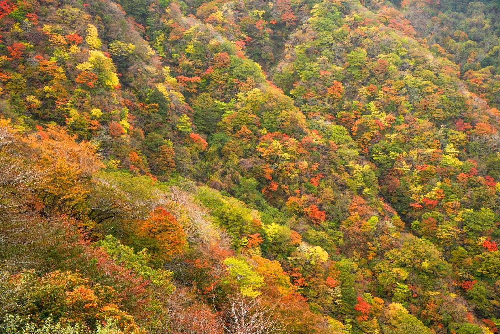 いいとこ撮り🍁