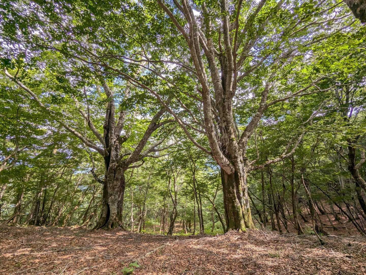 山頂手前のブナの門