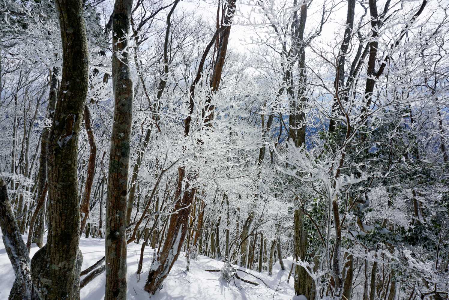 初高見山❄
大満足な山歩きとなりましたー🤗