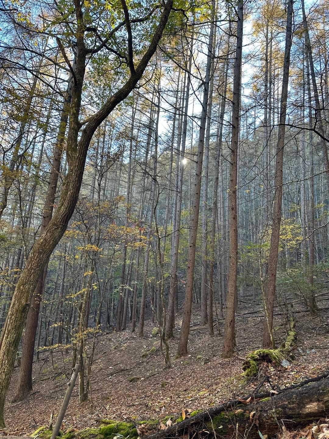 夜叉神峠登山口-夜叉神峠-高谷山 往復コースの写真