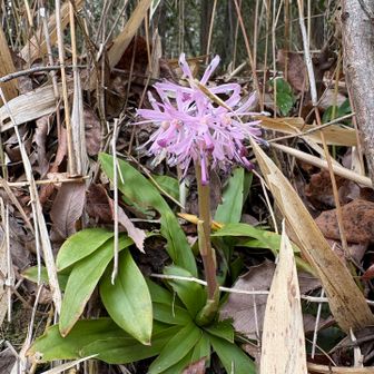 筑水池で花活

池の周りの斜面には
たくさんのショウジョウバカマが
咲いてる

ありがとう
教えてくれているんだ
春が来たね！

優しい笑顔で
見守ってくれてる

ここにも！
ここにも！