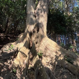 🐉の右脚という名前の木