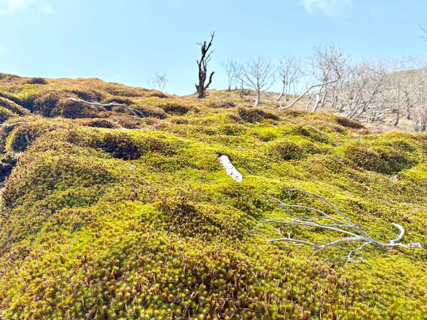 鞍掛トンネル東登山口-鞍掛峠-鈴北岳-鈴ヶ岳 往復コースの写真