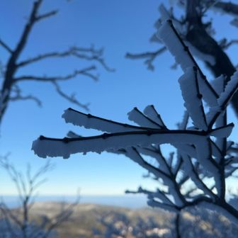 可愛いエビのしっぽ