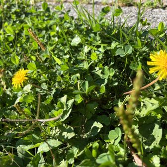 🌼