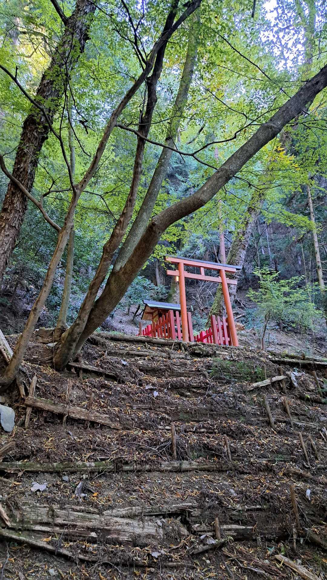 登りが続いて、苦しくなった頃に鮮やかな朱色の⛩️が見えて来ます✨