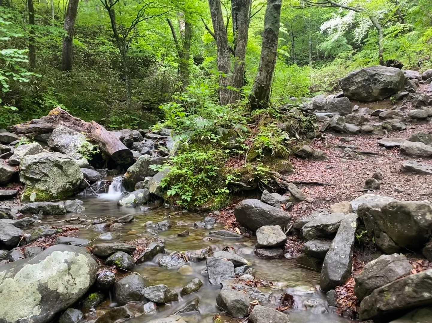 水神の手前でスタートが一緒だった団体さん
付き添いのお姉さんに速くて驚かれたのでカッコよく爽やかに挨拶して颯爽と下山することでポイントを稼ぐのは忘れない
