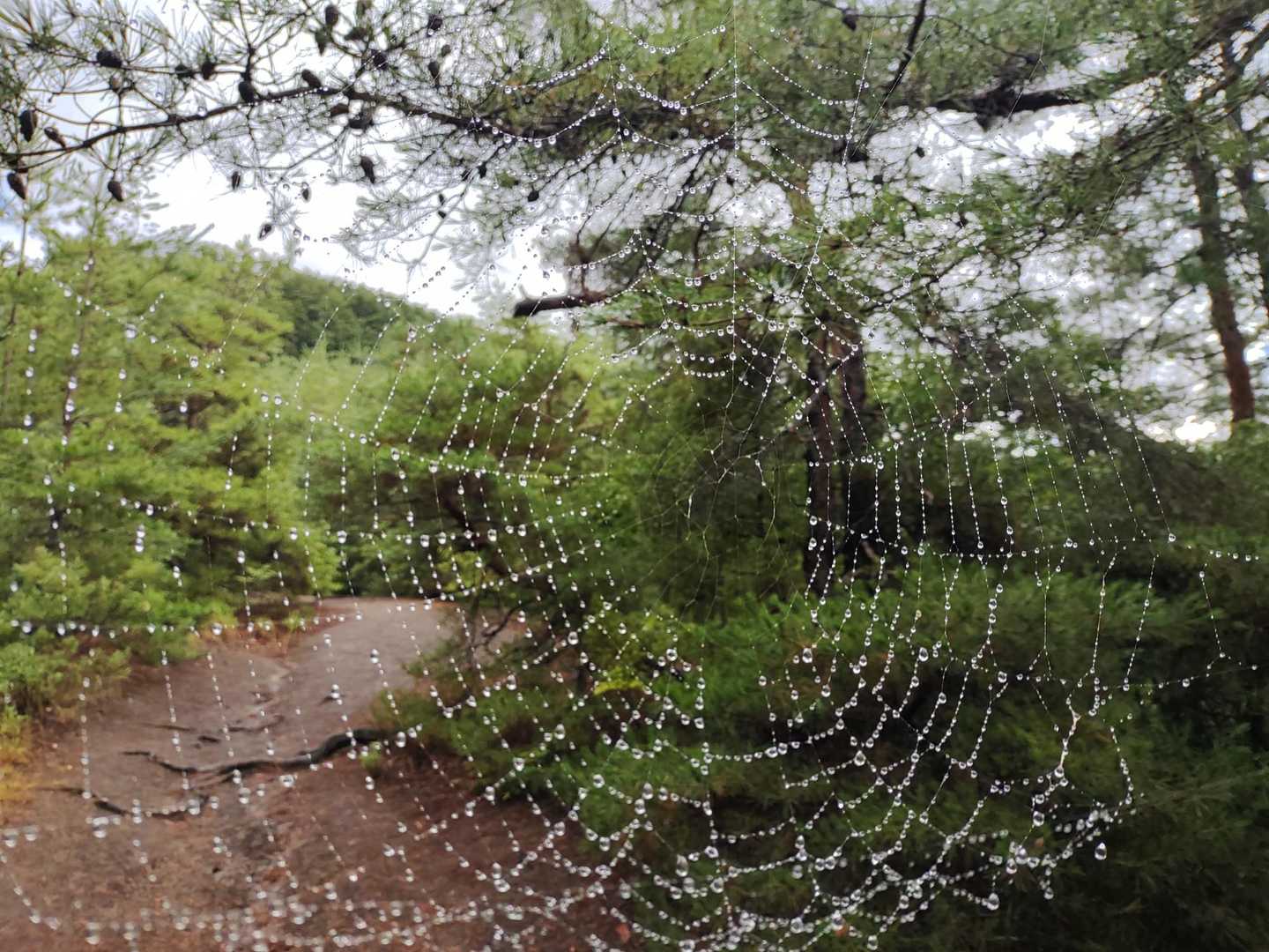 🕸️