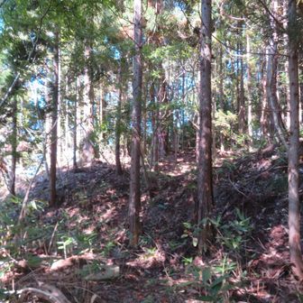 杉らしき樹が見えてくると山頂です。