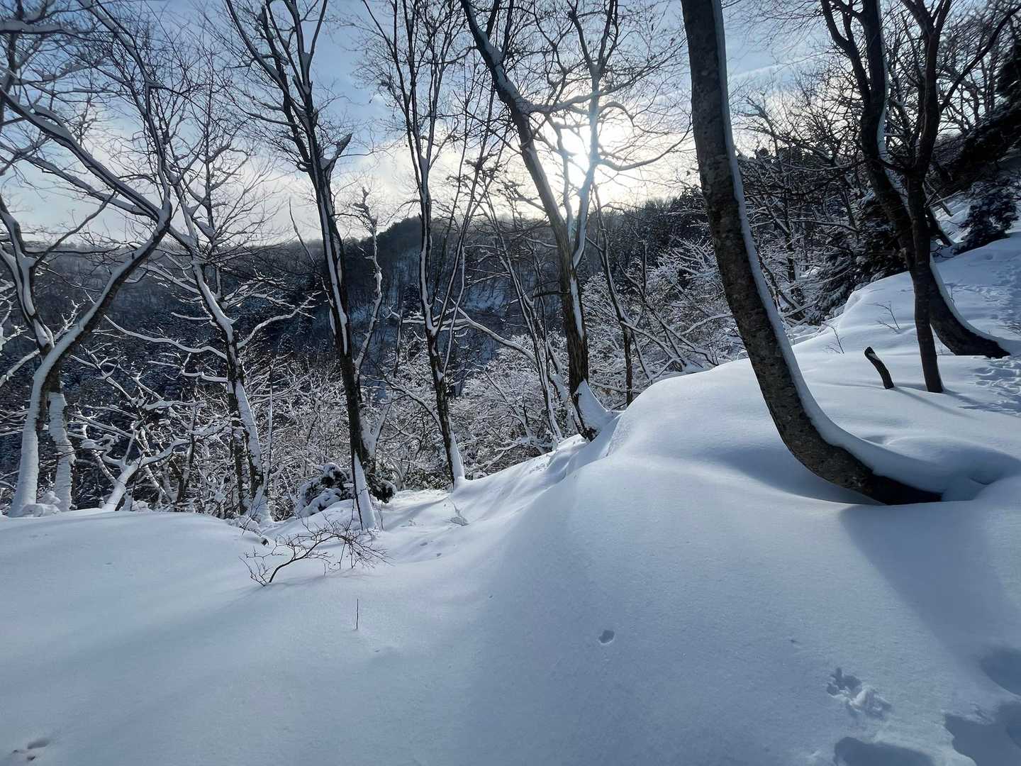 それにしてもフカフカな雪❄️