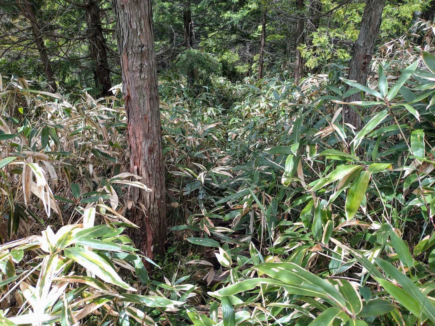 滝群を登りきると林道歩きからの
ササ漕ぎ多い💦