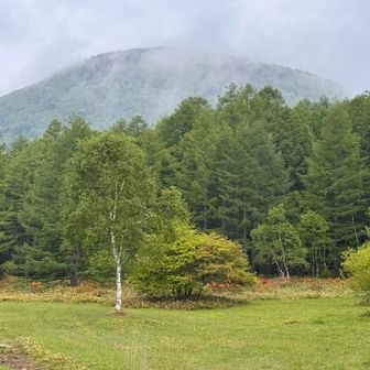 麓のキャンプ場から。
ツツジ咲いてました。