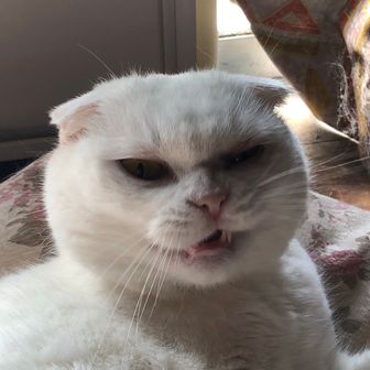 ケンタソ