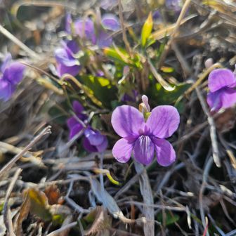駐車場脇に咲くスミレの花が、迎えてくれました🌸