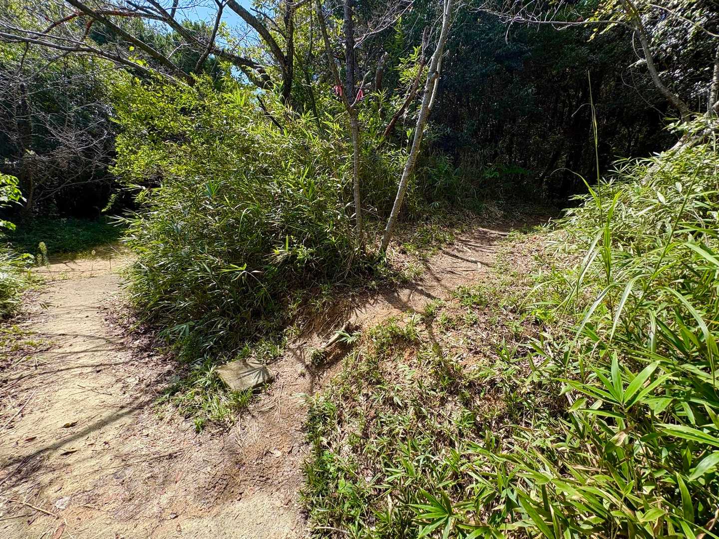 ここは右にいきます➡️

左はまた違う神社ありました⛩️