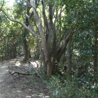 ここまで　写真を撮る暇がなかった