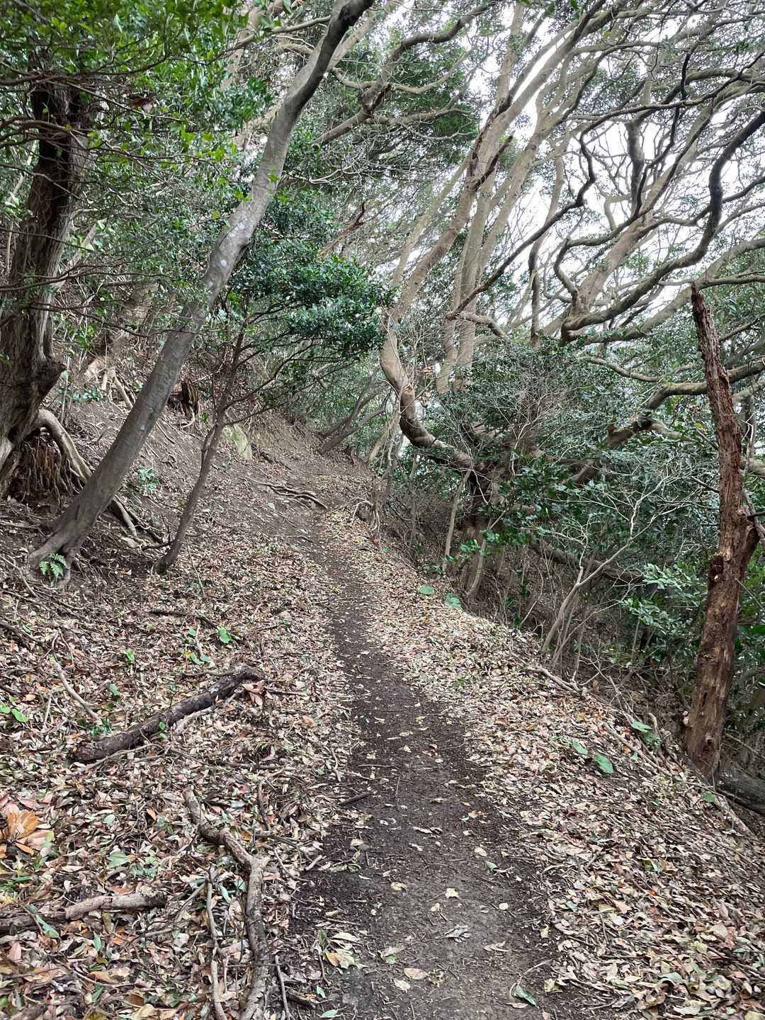 宮地嶽神社-宮地山 往復コースの写真