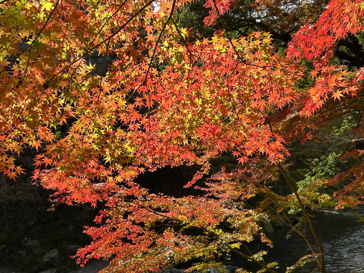キラキラの紅葉🍁をたくさん味わえて楽しかった。