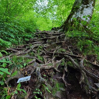 本格的な登山路かな🥵