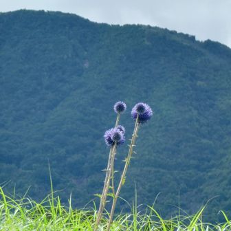イツモの場所にヒゴタイ無かったので
残念がってたらビジターセンターの横に高々と咲いてた(笑)