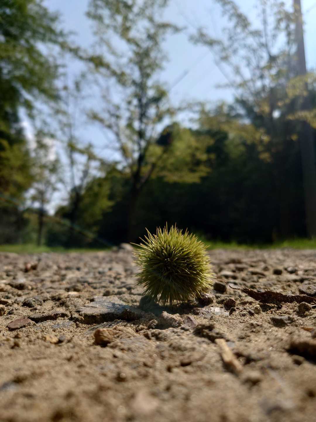 小さい秋🌰
からの…