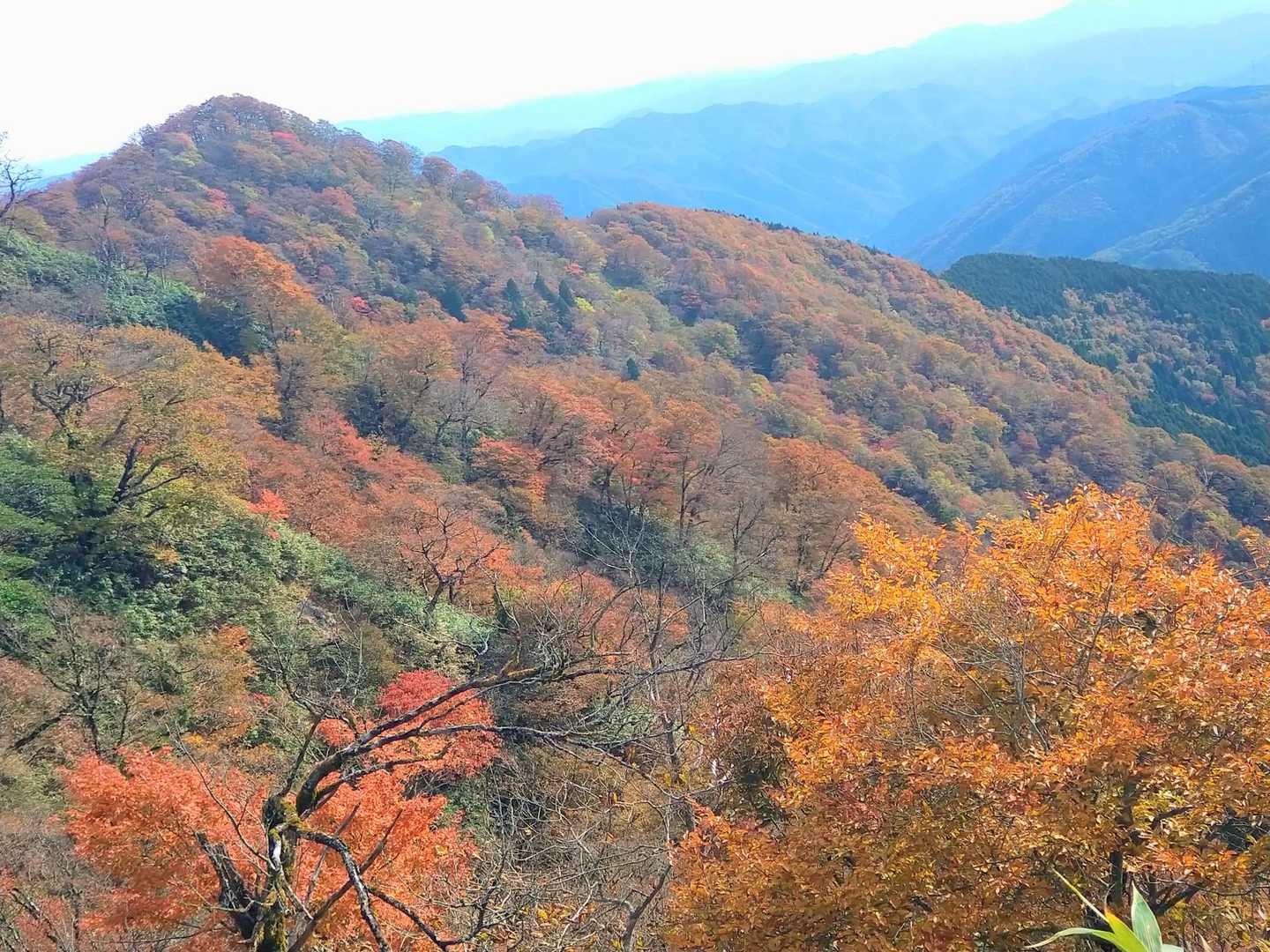 駒の尾山-鍋ヶ谷山-船木山-後山 往復コースの写真