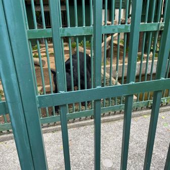そうです熊さんが飼われてます