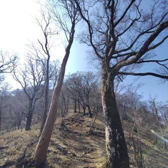 この急登を登り切れば愛鷹山山頂🌈💪
