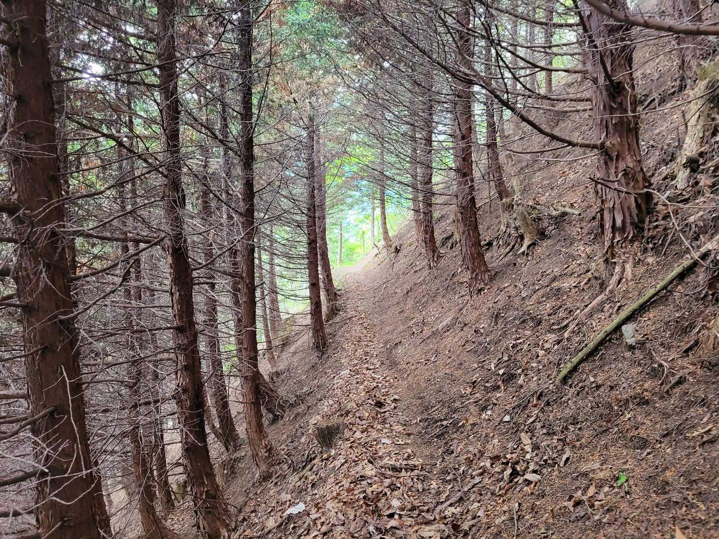 🍂枯れ葉の道を歩きます🚶