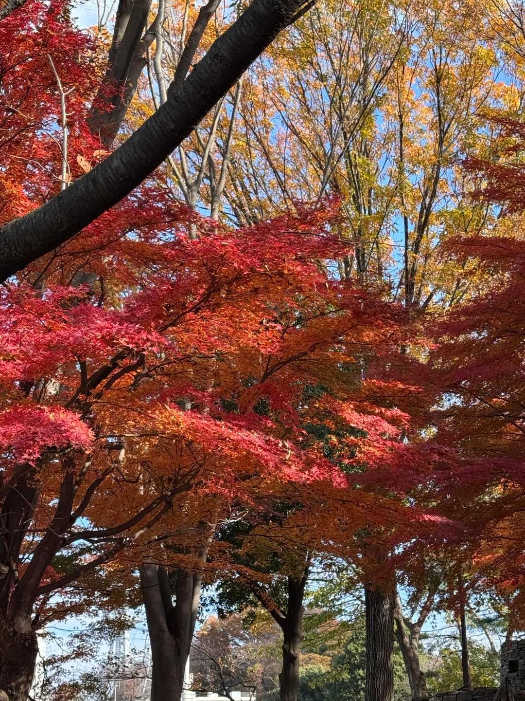 この色好き🍁
