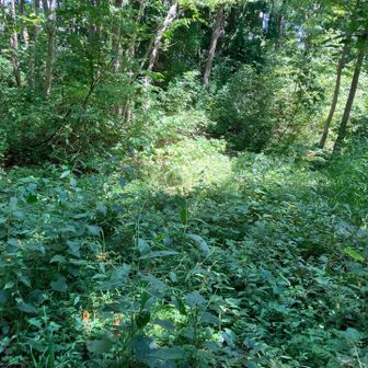 こちらから下山しようとしたら、道不明。戻ります