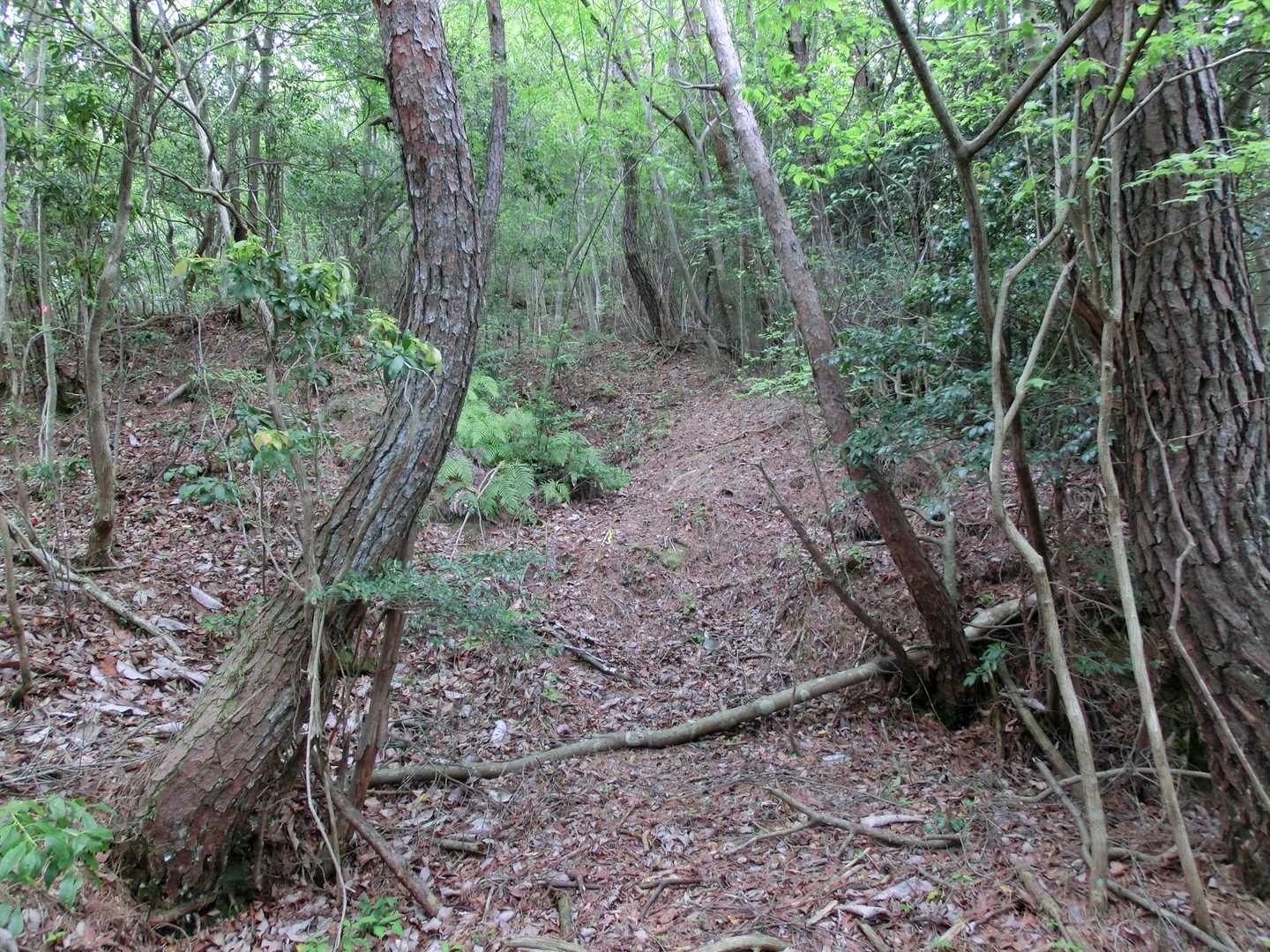いきなり急傾斜の登りが待っているが、それをクリアすると歩き良い尾根道となる 😊