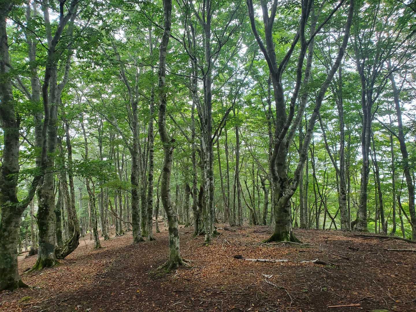 稜線は走るには丁度良い🏃‍♂️💨
途中行きすぎたけどw/