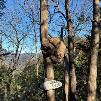 コブ付きリョウブがある大高沢入山