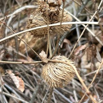コナラに着く虫こぶ。

楢木に着く虫こぶ。
ナラメイガタマバチ（タマバチ科）
など幾つか呼び名があるようだ。
