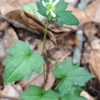 オオバヨメナ(キク科ヨメナ属)
ヨメナに比べて葉🌱が大きい。