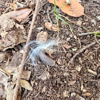 立派な綿毛が落ちている