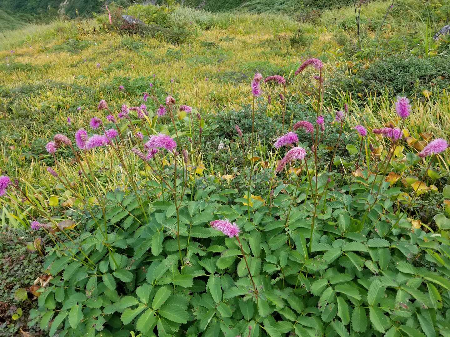 イブリ山-朝日岳 往復コースの写真