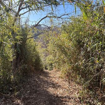 笹のトンネルのような道を、中央道に向かって下って行きます。