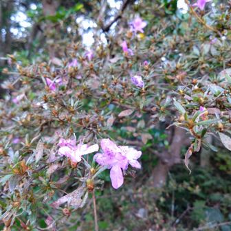 ツツジ咲いてた！