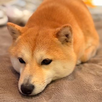 ごろ−