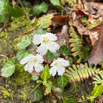 白いイワウチワ