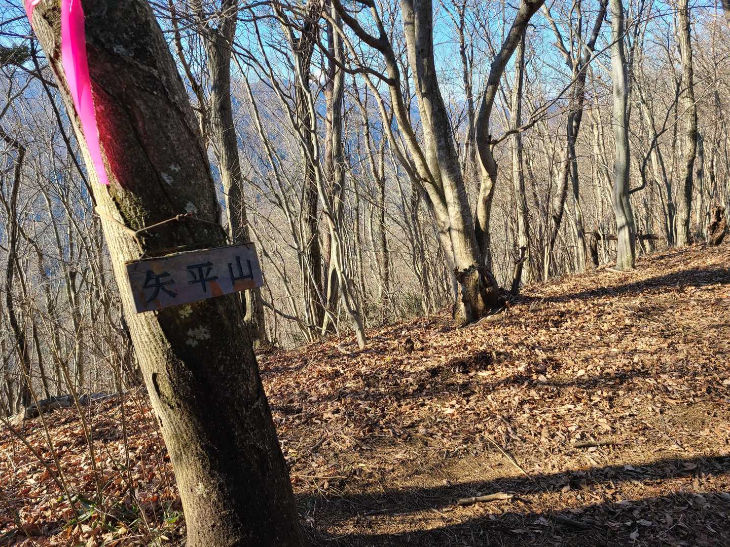 矢平山を通過。
遠くのほうで猟犬がワンワン吠えていて少し気になります😒