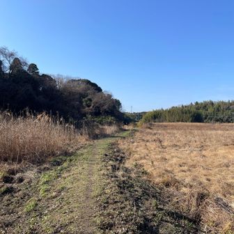 湿地帯に見えますが、水田の耕作放棄地のよう。