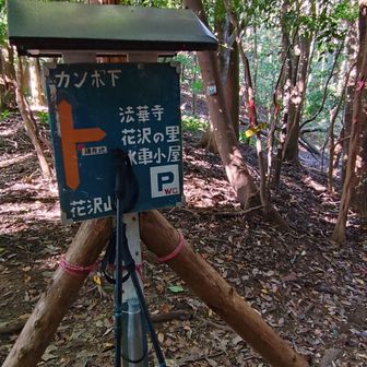 イノシシが斜面を削っています。