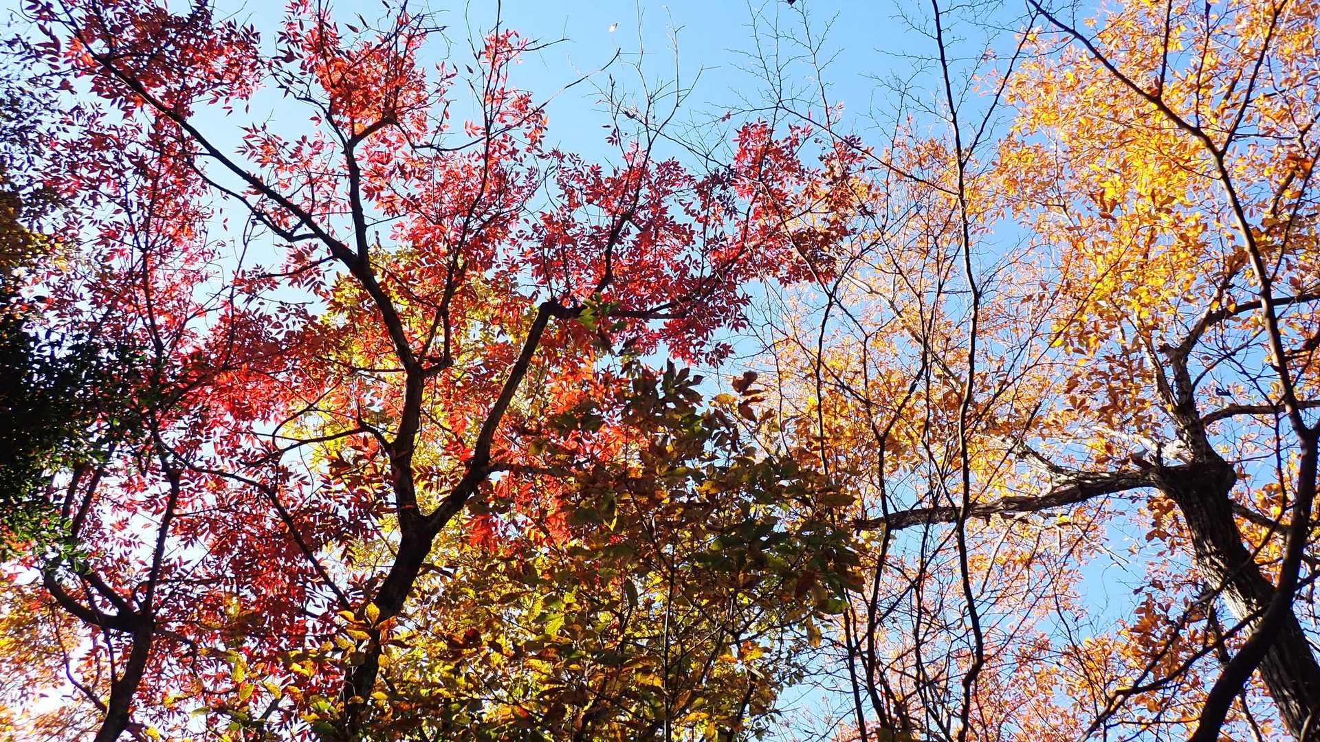 紅葉を楽しみたく周回して下山してみます