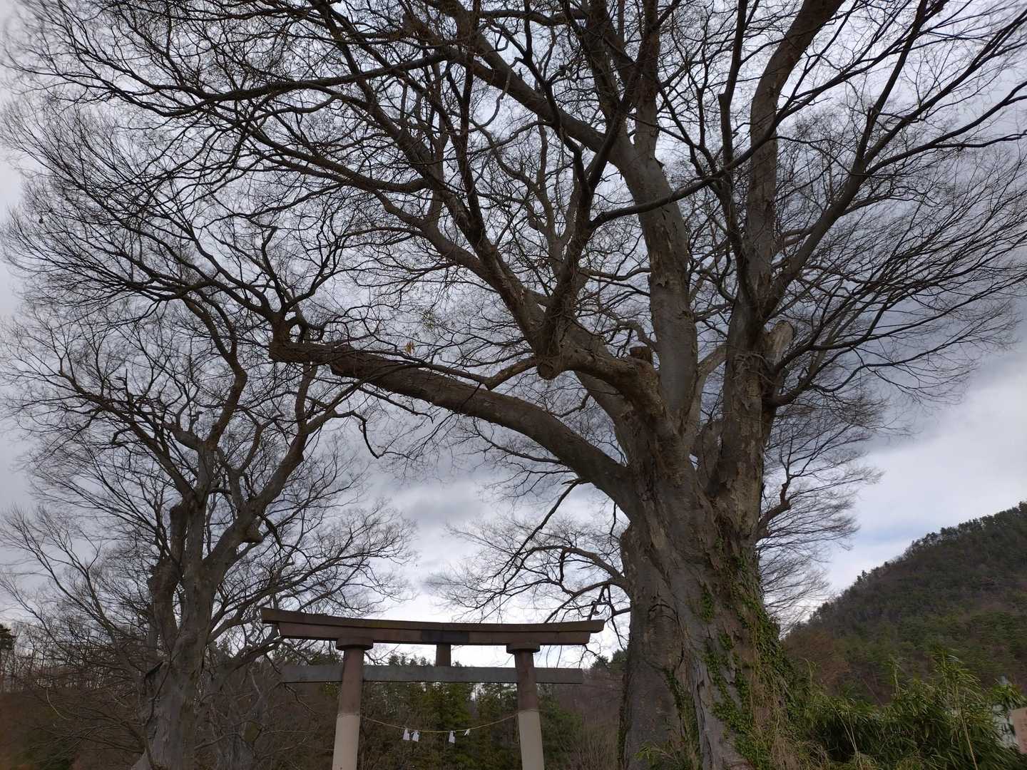 けやきもまだ葉は出てません