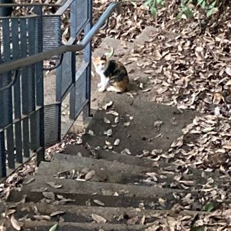 柏森公園から登ります。
ネコさまが見送ってくれます、