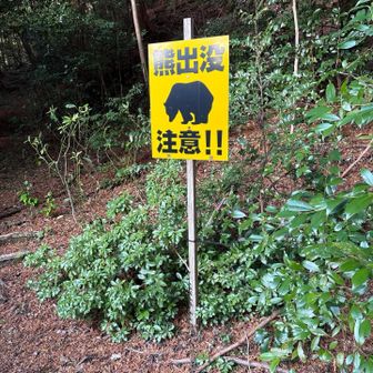 熊さん寝ててね💤