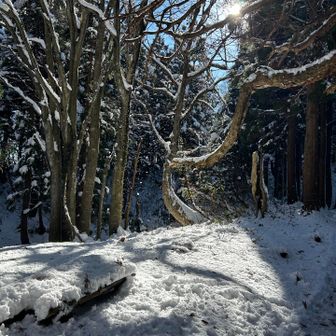 八乙女の大杉に雪の華が咲いた😍